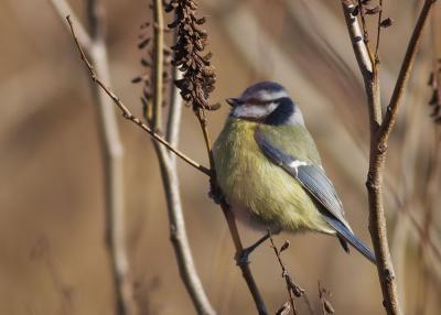 Mésange bleue Cyanistes caeruleus (Linnaeus, 1758)