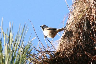 Mésange huppée Lophophanes cristatus (Linnaeus, 1758)