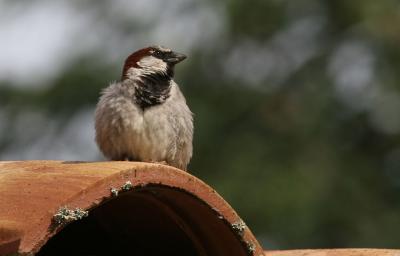 Moineau domestique Passer domesticus (Linnaeus, 1758)