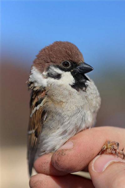 Moineau friquet Passer montanus (Linnaeus, 1758)