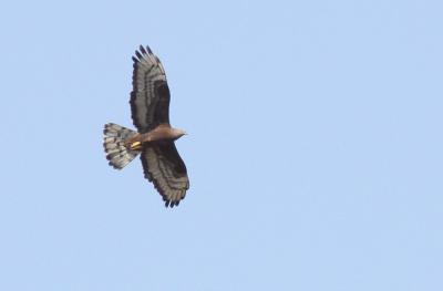 Bondrée apivore Pernis apivorus (Linnaeus, 1758)