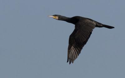 Grand Cormoran Phalacrocorax carbo sinensis (Shaw & Nodder, 1801)