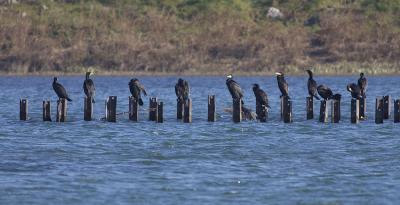 Grand Cormoran Phalacrocorax carbo sinensis (Shaw & Nodder, 1801)