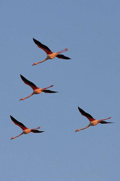 Flamant rose Phoenicopterus roseus Pallas, 1811