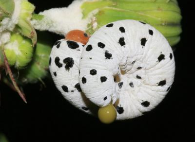  Cephaledo neobesa (Zombori, 1980)