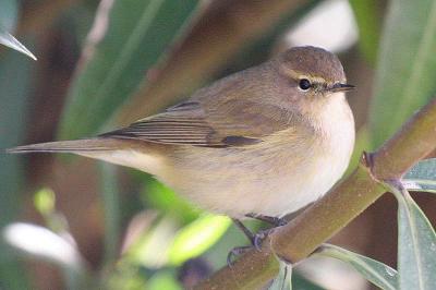 Pouillot véloce Phylloscopus collybita (Vieillot, 1887)