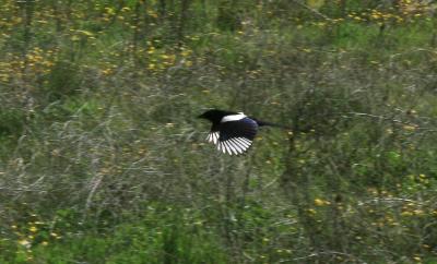 Pie bavarde Pica pica (Linnaeus, 1758)
