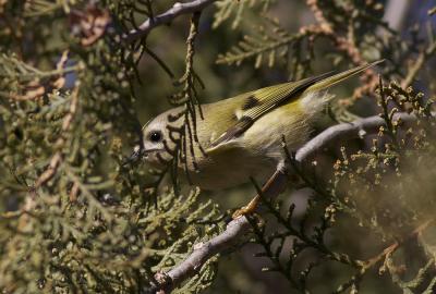 Roitelet huppé Regulus regulus (Linnaeus, 1758)