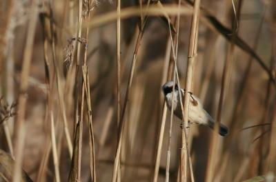 Rémiz penduline, Mésange rémiz Remiz pendulinus (Linnaeus, 1758)