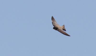 Hirondelle de rivage Riparia riparia (Linnaeus, 1758)
