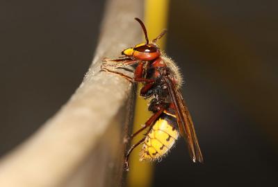 Frelon d'Europe, Frelon, Guichard Vespa crabro Linnaeus, 1758