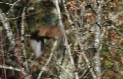 Bécasse des bois Scolopax rusticola Linnaeus, 1758