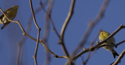 Serin cini Serinus serinus (Linnaeus, 1766)