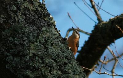 Sittelle torchepot Sitta europaea Linnaeus, 1758
