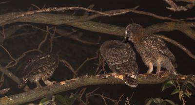 Chouette hulotte Strix aluco Linnaeus, 1758