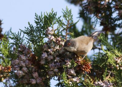 Fauvette mélanocéphale Sylvia melanocephala (Gmelin, 1789)
