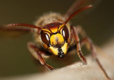 Frelon d'Europe, Frelon, Guichard Vespa crabro Linnaeus, 1758