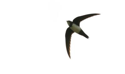 Martinet à ventre blanc, Martinet alpin Tachymarptis melba (Linnaeus, 1758)