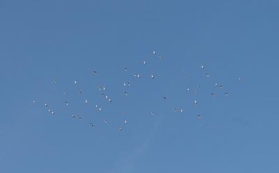 Outarde canepetière Tetrax tetrax (Linnaeus, 1758)
