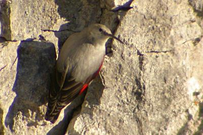 Tichodrome échelette Tichodroma muraria (Linnaeus, 1758)