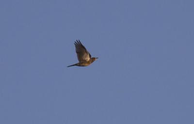 Grive litorne Turdus pilaris Linnaeus, 1758