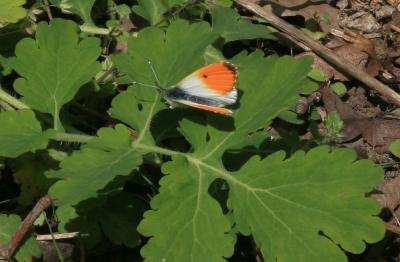Aurore (L') Anthocharis cardamines (Linnaeus, 1758)