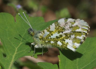 Aurore (L') Anthocharis cardamines (Linnaeus, 1758)