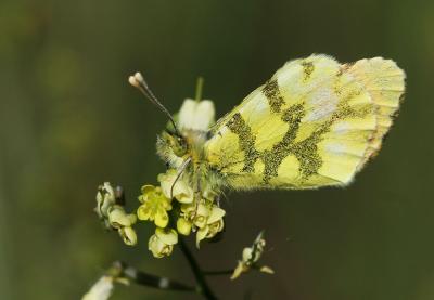 Aurore de Provence (L') Anthocharis euphenoides Staudinger, 1869