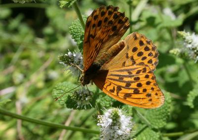 Tabac d'Espagne (Le), Nacré vert (Le), Barre argen Argynnis paphia (Linnaeus, 1758)