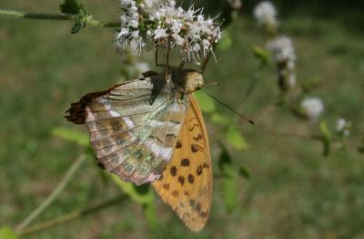 Tabac d'Espagne (Le), Nacré vert (Le), Barre argen Argynnis paphia (Linnaeus, 1758)