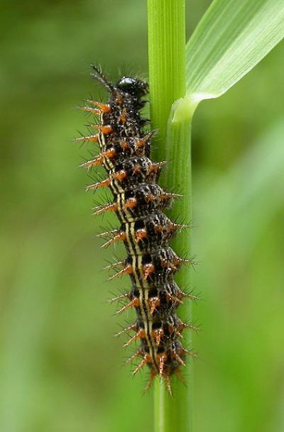Tabac d'Espagne (Le), Nacré vert (Le), Barre argen Argynnis paphia (Linnaeus, 1758)