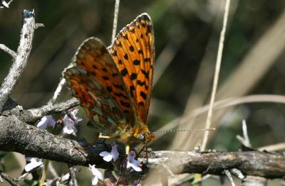 Grand collier argenté (Le), Nacré sagitté (Le) Boloria euphrosyne (Linnaeus, 1758)