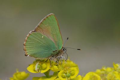 Thécla de la Ronce (La), Argus vert (L') Callophrys rubi (Linnaeus, 1758)