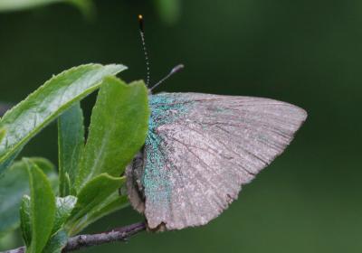 Thécla de la Ronce (La), Argus vert (L') Callophrys rubi (Linnaeus, 1758)