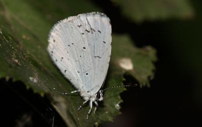 Azuré des Nerpruns (L'), Argus à bande noire (L'), Celastrina argiolus (Linnaeus, 1758)