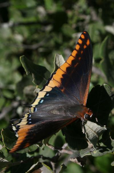 Nymphale de l'Arbousier (La), Jason (Le), Pacha à  Charaxes jasius (Linnaeus, 1767)