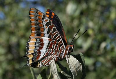 Nymphale de l'Arbousier (La), Jason (Le), Pacha à  Charaxes jasius (Linnaeus, 1767)