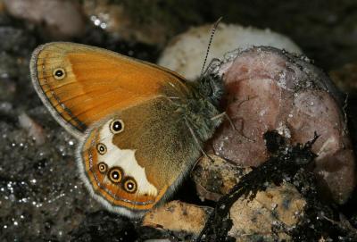 Céphale (Le), Arcanie (L') Coenonympha arcania (Linnaeus, 1760)