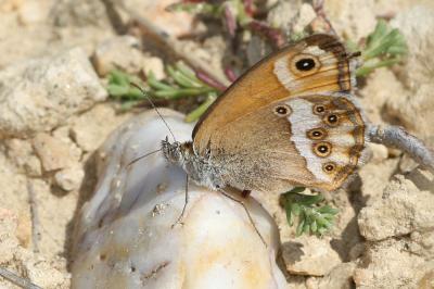 Fadet des garrigues (Le), Palémon (Le), Doré (Le) Coenonympha dorus (Esper, 1782)