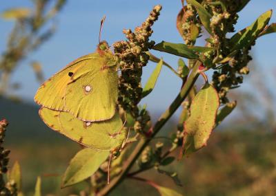 Souci (Le) Colias crocea (Geoffroy in Fourcroy, 1785)