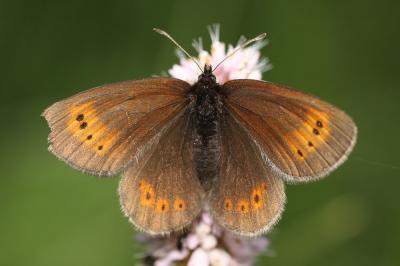 Moiré de la Canche (Le), Moiré alpestre (Le) Erebia epiphron (Knoch, 1783)