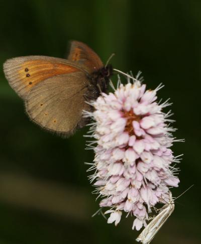 Moiré de la Canche (Le), Moiré alpestre (Le) Erebia epiphron (Knoch, 1783)