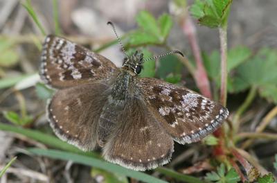 Point de Hongrie (Le), Grisette (La) Erynnis tages (Linnaeus, 1758)