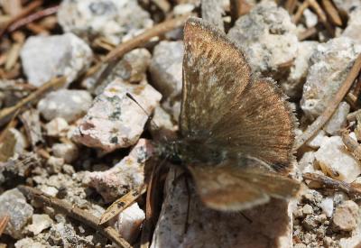 Point de Hongrie (Le), Grisette (La) Erynnis tages (Linnaeus, 1758)