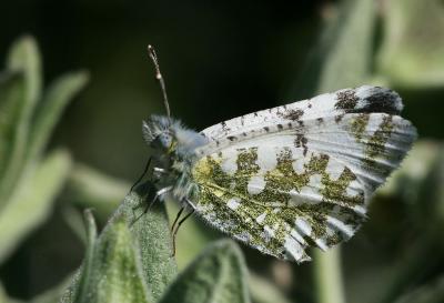 Marbré de Lusitanie (Le) Iberochloe tagis (Hübner, 1804)