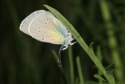Azuré des Cytises (L') Glaucopsyche alexis (Poda, 1761)