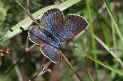 Azuré de la Badasse (L') Glaucopsyche melanops (Boisduval, 1828)