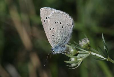 Azuré de la Badasse (L') Glaucopsyche melanops (Boisduval, 1828)