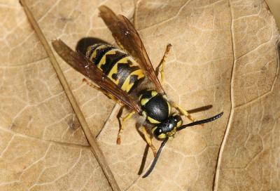 Guêpe germanique Vespula germanica (Fabricius, 1793)
