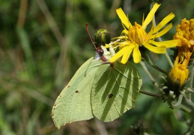 Citron (Le), Limon (Le), Piéride du Nerprun (La) Gonepteryx rhamni (Linnaeus, 1758)
